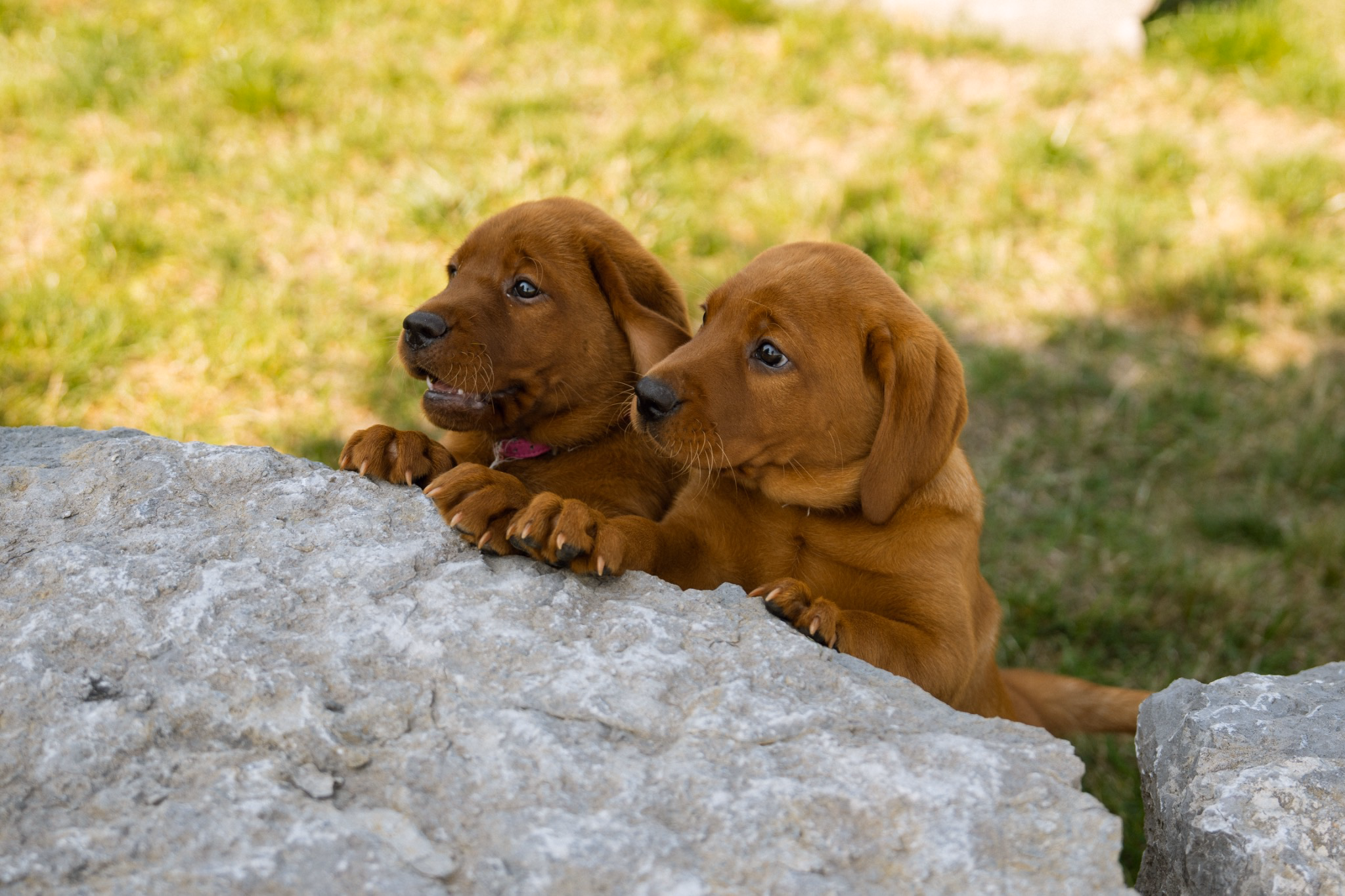 Two red Labrador puppies looking over a stone ledge